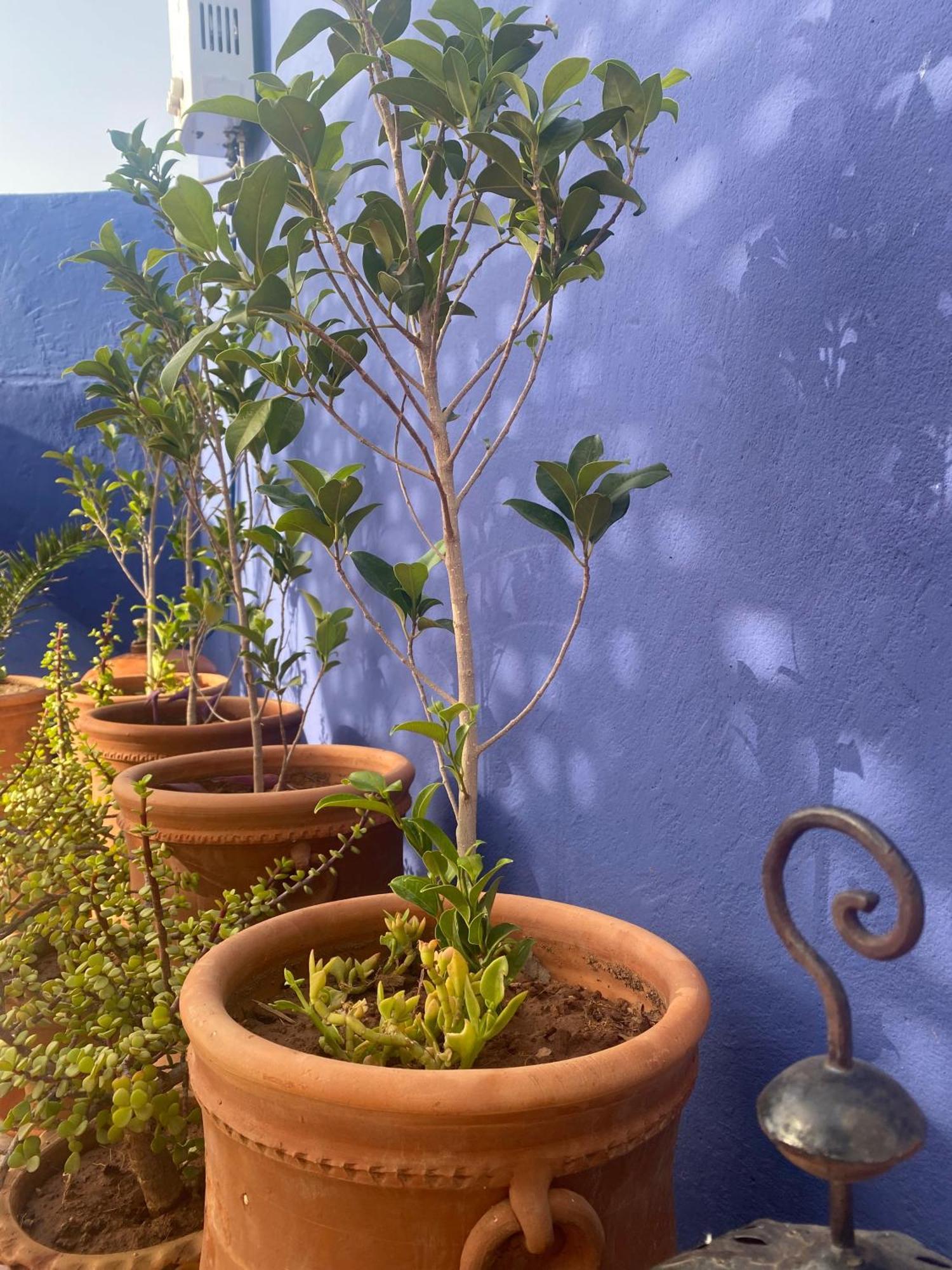 Riad La Perle De Bacha Marakéš Exteriér fotografie